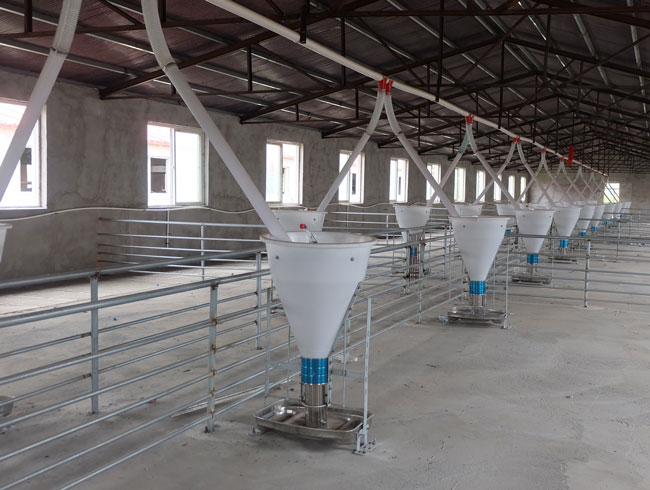 How to plan pig farm automatic feeding line